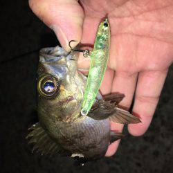 癒しメバリング