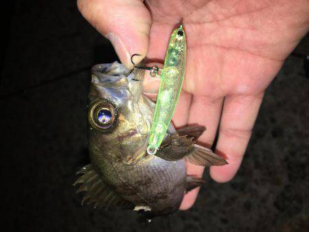 癒しメバリング