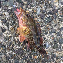 デイガシリング