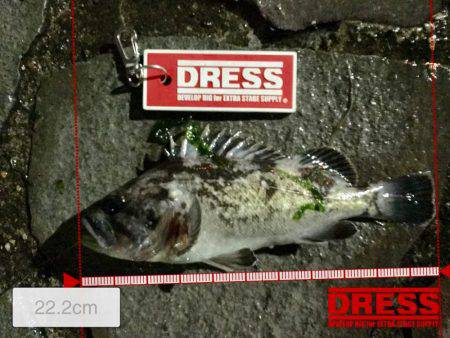 雨のメバリング