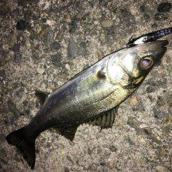 メバリングのはずが‥