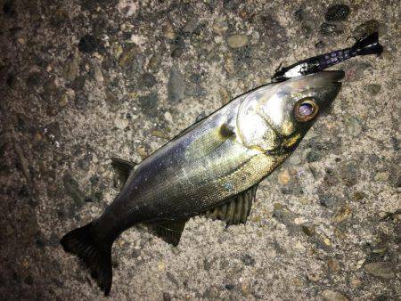 メバリングのはずが‥