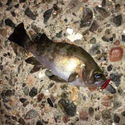 会社帰りメバリング