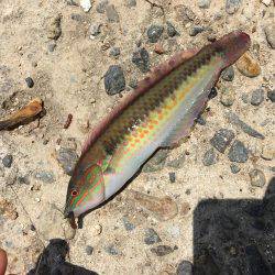 やっとこさアブ新