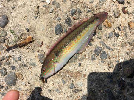 やっとこさアブ新