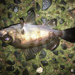 会社帰りプチプラッキング