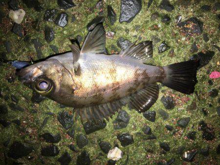 会社帰りプチプラッキング