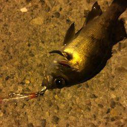 毎日会社帰りプチ癒しメバリング