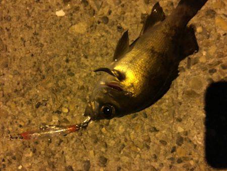 毎日会社帰りプチ癒しメバリング