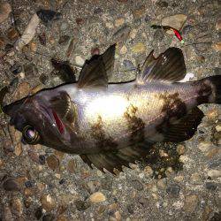 夕食後暇潰しメバリング