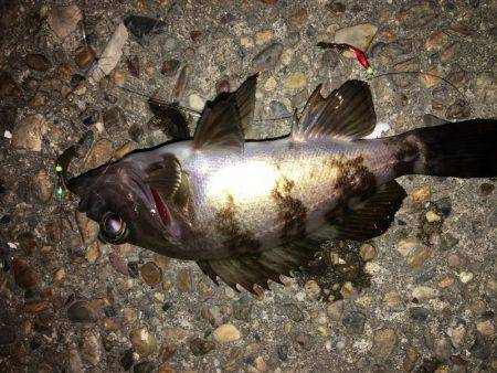 夕食後暇潰しメバリング