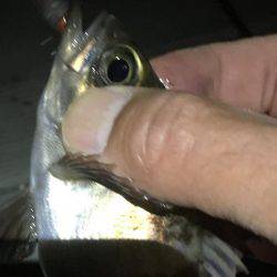 毎日プチメバリング