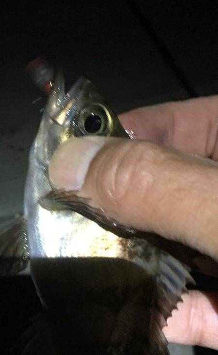 毎日プチメバリング