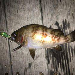 毎日メバリング