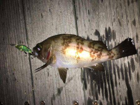 毎日メバリング