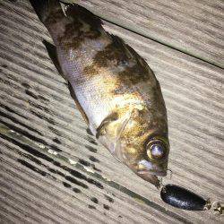 毎日メバリング 今夜は会社の後輩と