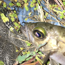 毎日メバリング