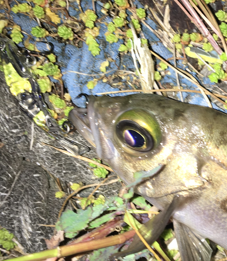 毎日メバリング