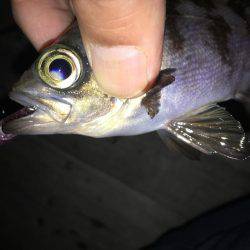 毎日メバリング