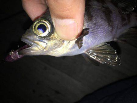 毎日メバリング