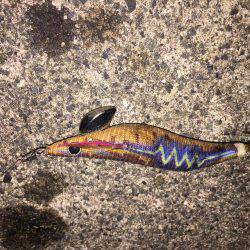 やっと釣れました。