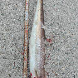 ベイトが居ない