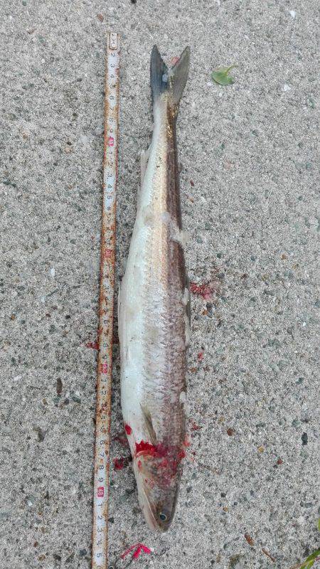 ベイトが居ない