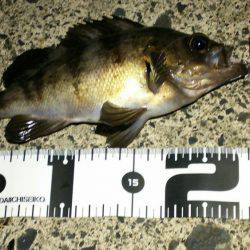 サーフでガツンっ！