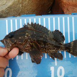 穴釣りのちメバリング