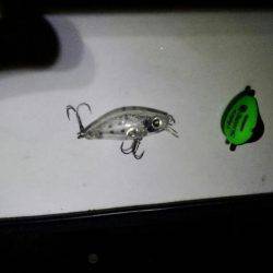 メバル自己最高サイズ!!