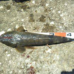 ボーズ逃れのマゴチ