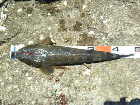 ボーズ逃れのマゴチ