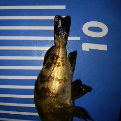 メバリング微妙