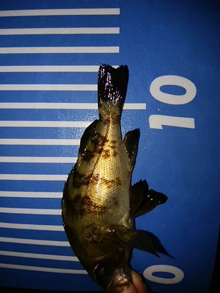 メバリング微妙