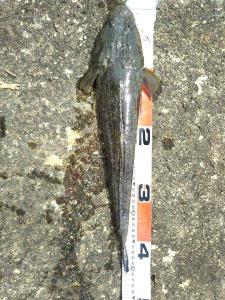 阿南市の辰巳でマゴチ