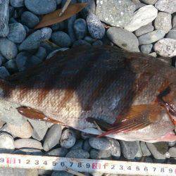 サーフから投げ釣り