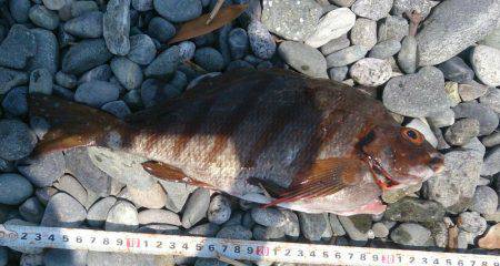 サーフから投げ釣り