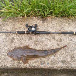 マゴチ好調 続報