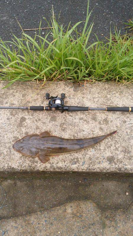 マゴチ好調 続報