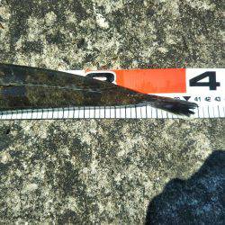 阿南市の辰巳周辺でマゴチ