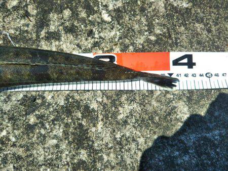 阿南市の辰巳周辺でマゴチ