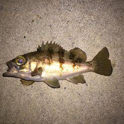 カサゴゲット！