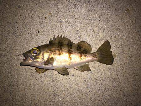 カサゴゲット！