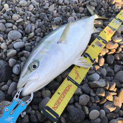 煙樹ヶ浜でハマチ