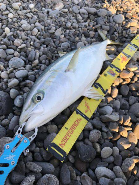 煙樹ヶ浜でハマチ