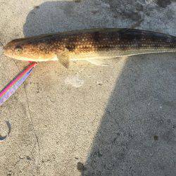 ライトショアジギング ガシリング