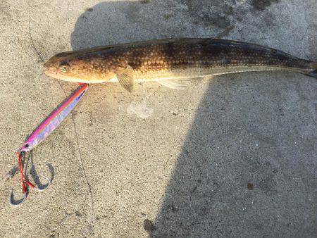 ライトショアジギング ガシリング