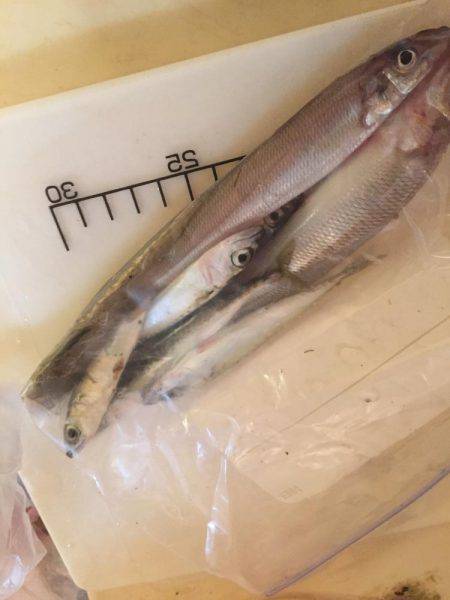 ライトライトライト