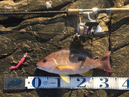 南紀 ショアジギング