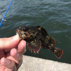 回遊は見られず